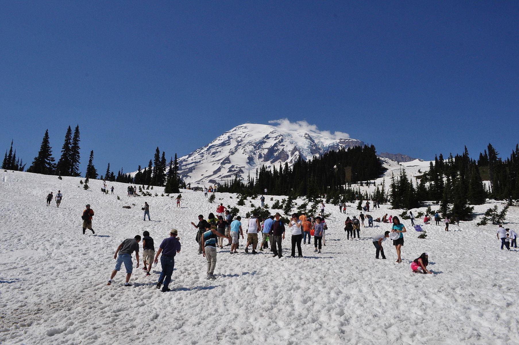 Tourists in summer snow in Mt. Rainier's Paradise Meadow.
