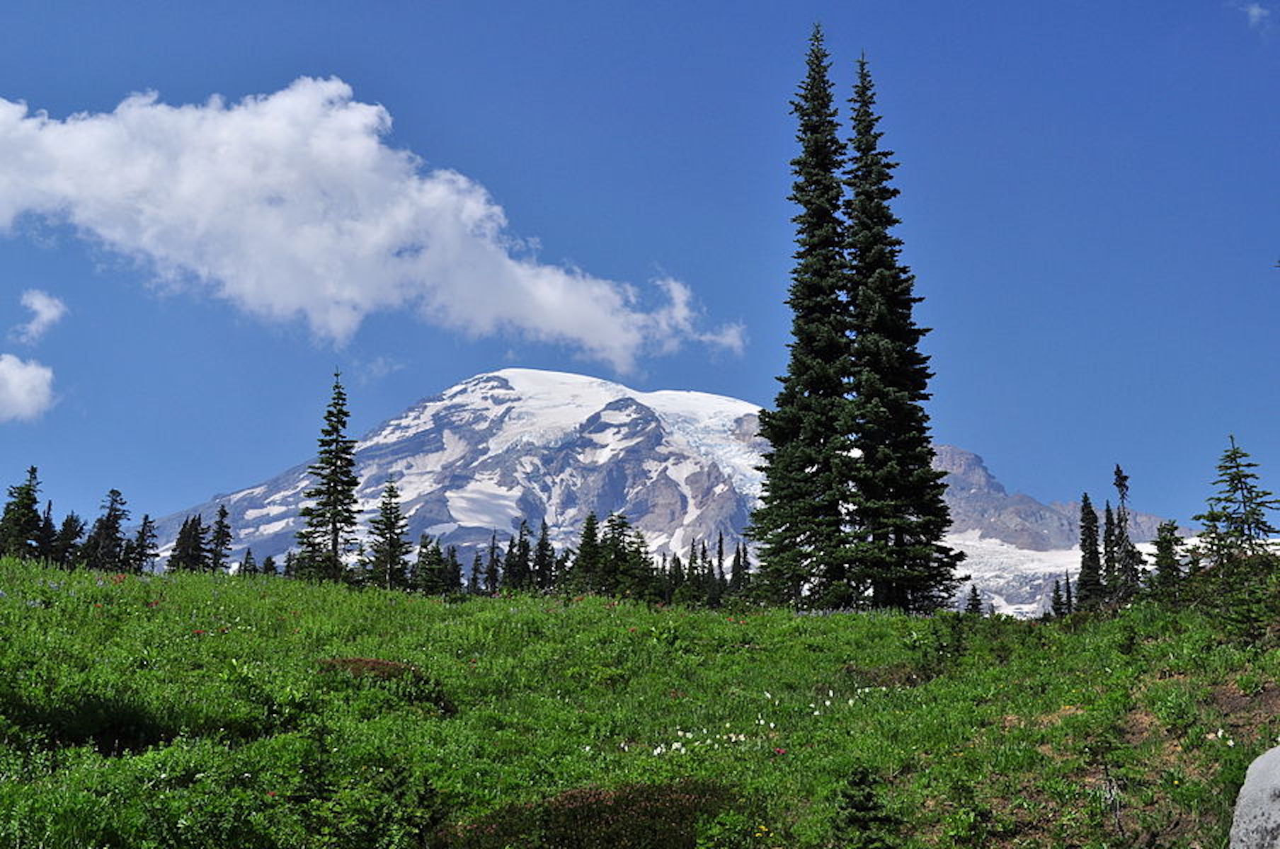 View of Mt. Rainier from Paradise Meadow.